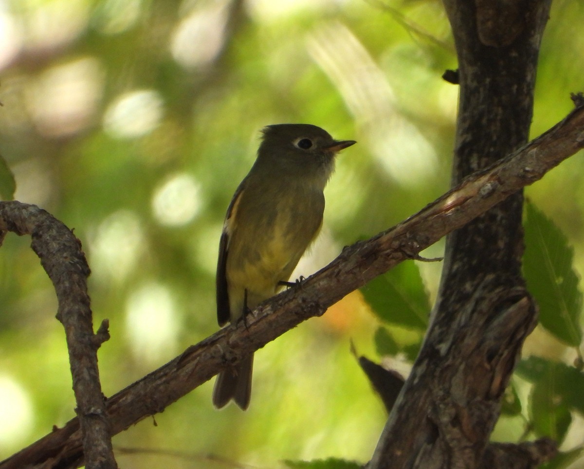 Hammond's Flycatcher - ML647394607