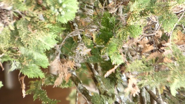 Black-throated Green Warbler - ML647394608