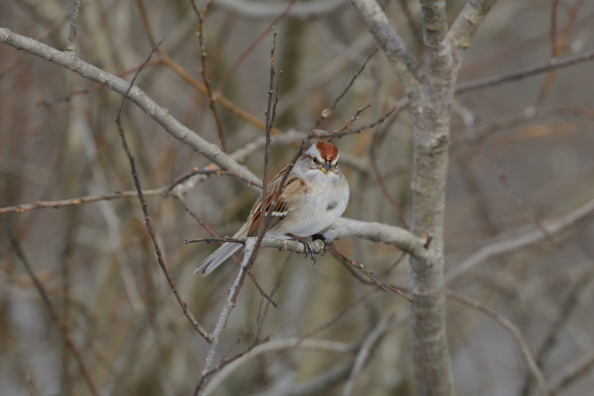 American Tree Sparrow - ML647394612