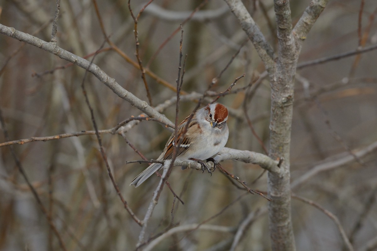 American Tree Sparrow - ML647394613