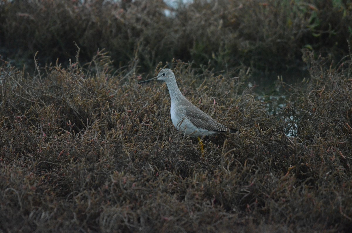 Greater Yellowlegs - ML647394623