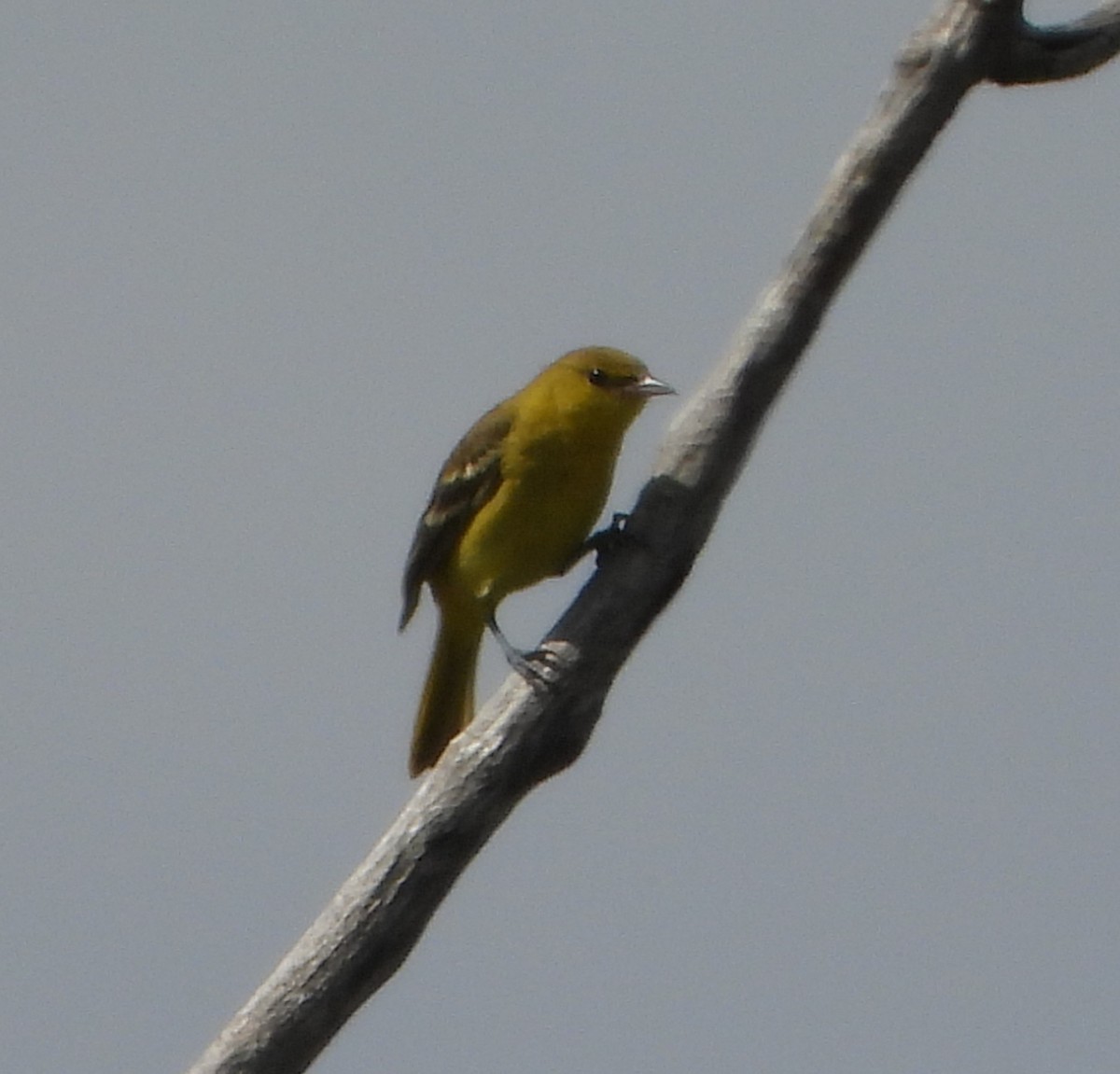 Bullock's/Baltimore Oriole - ML647394632