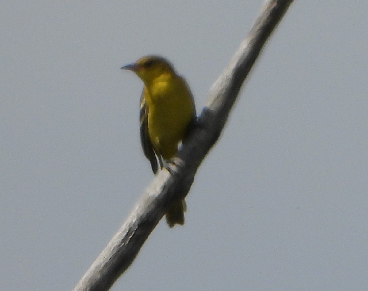 Bullock's/Baltimore Oriole - ML647394633