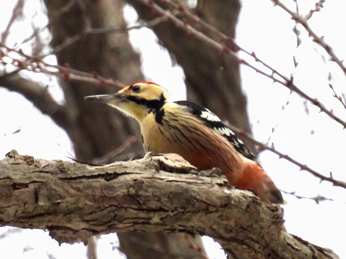 White-backed Woodpecker - ML647394641