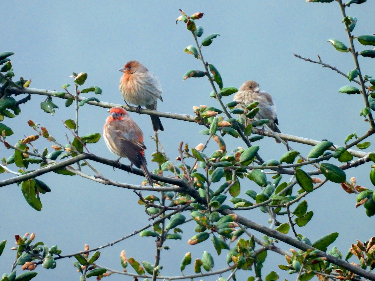 House Finch - ML647394643