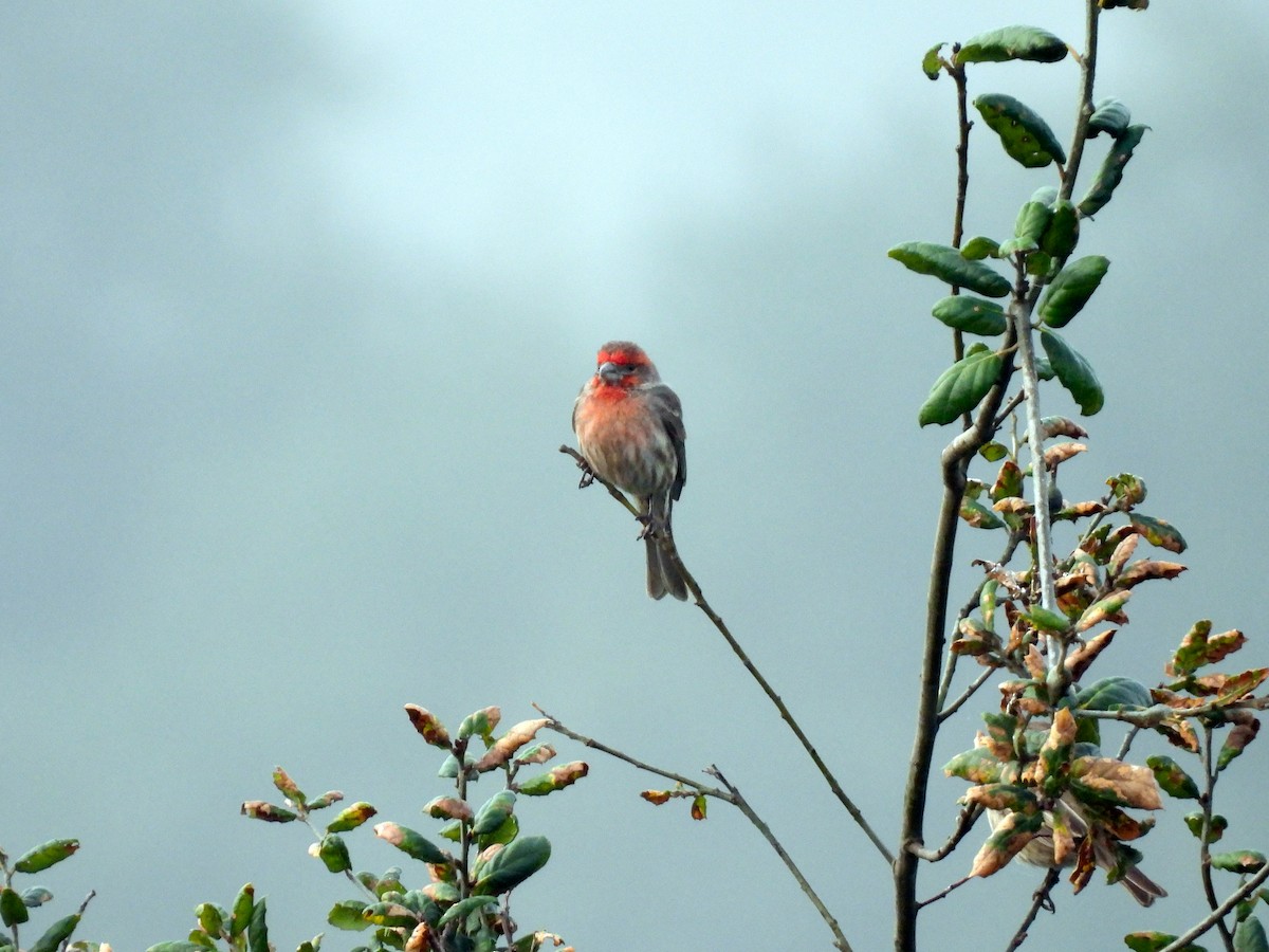 House Finch - ML647394644