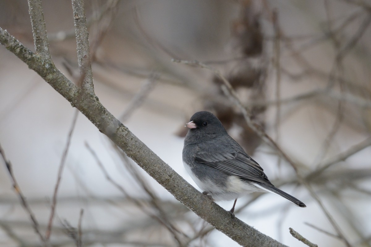 Dark-eyed Junco (Slate-colored) - ML647394646