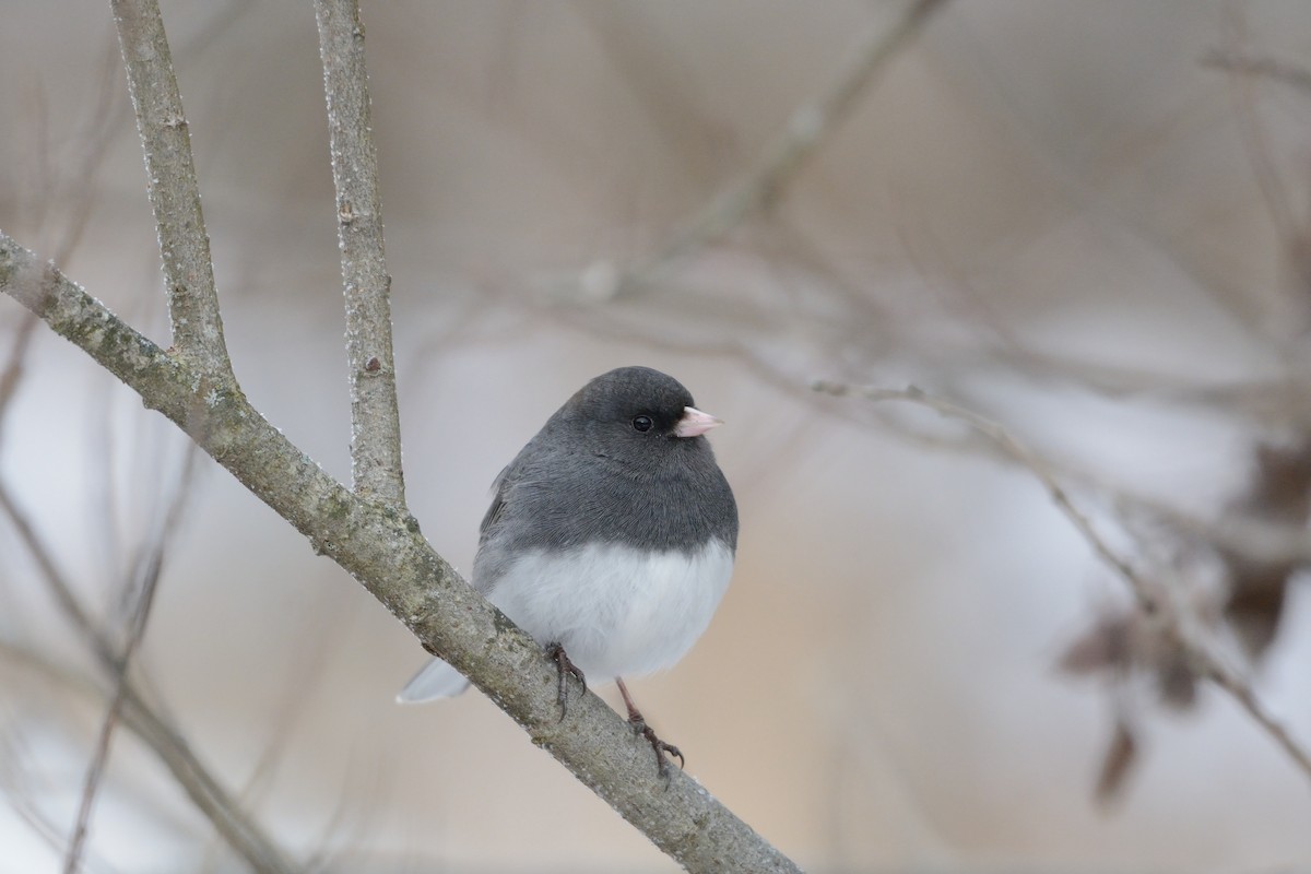 Dark-eyed Junco (Slate-colored) - ML647394647