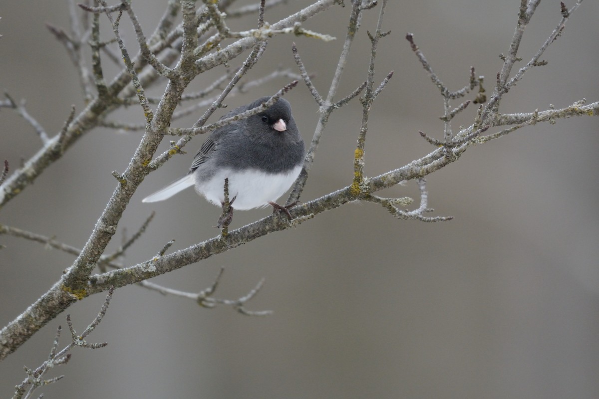 Dark-eyed Junco (Slate-colored) - ML647394648