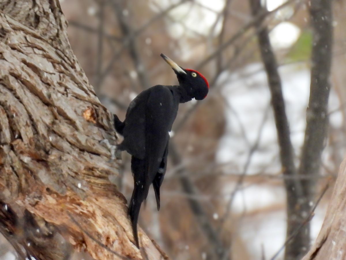 Okil beltza - ML647394651