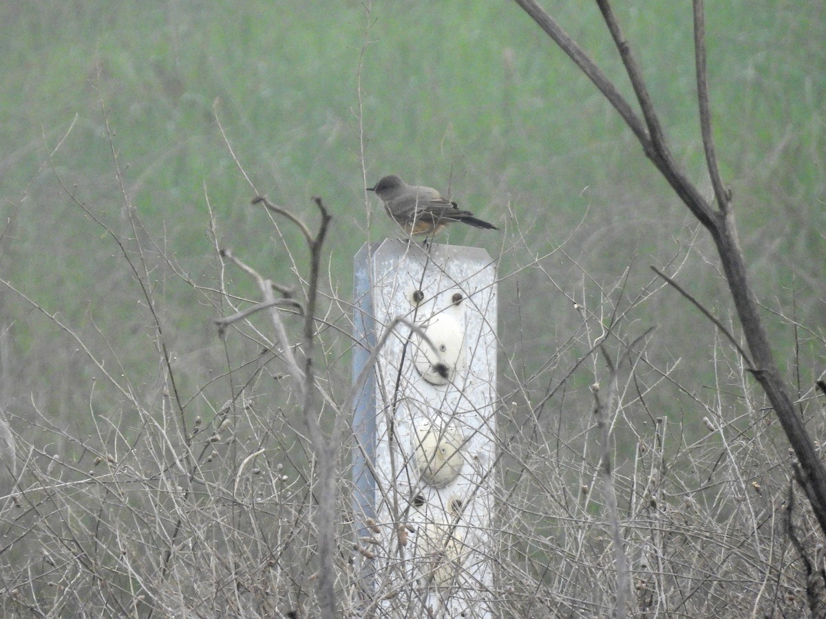 Say's Phoebe - ML647394655