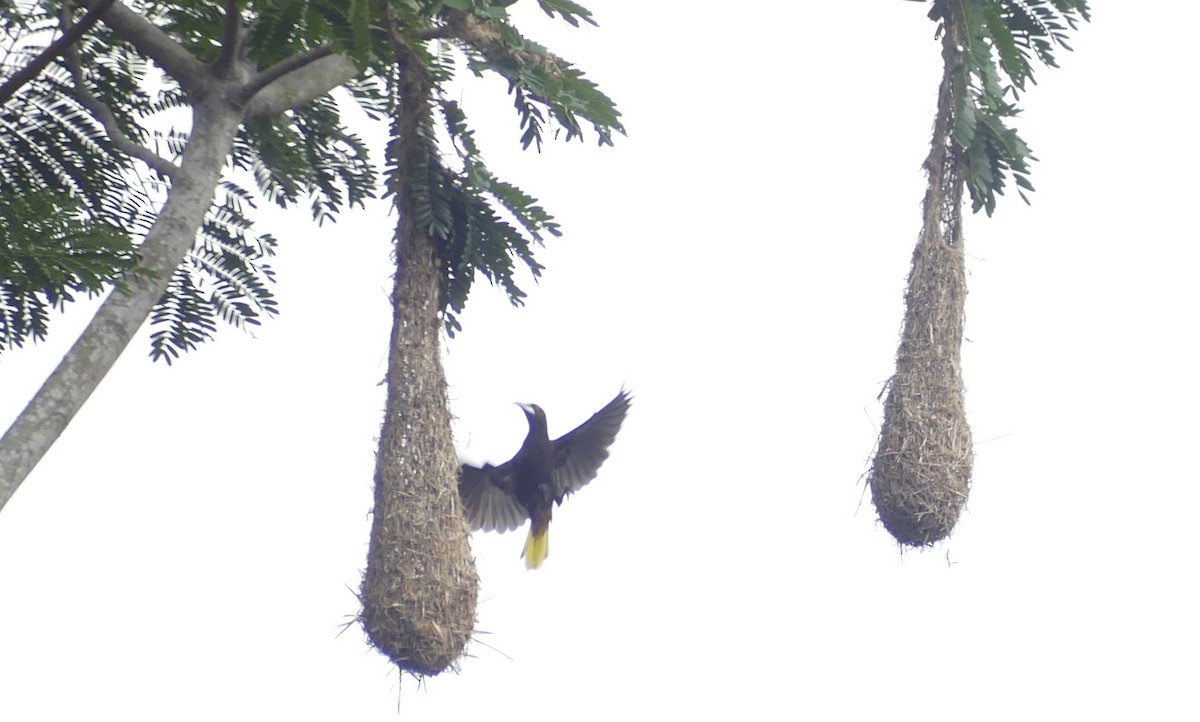 Chestnut-headed Oropendola - ML647394657