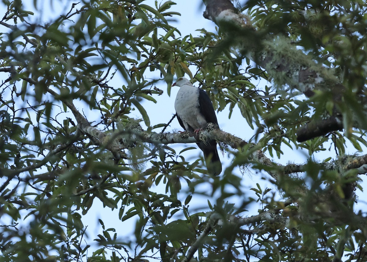 White-headed Pigeon - ML647394658