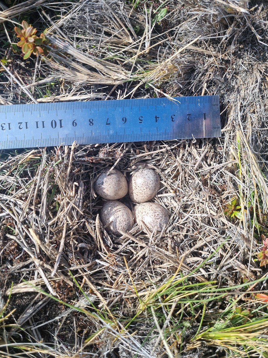 Least Seedsnipe - ML647394660