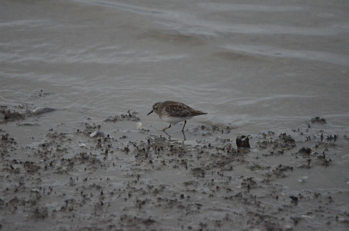 Least Sandpiper - ML647394661