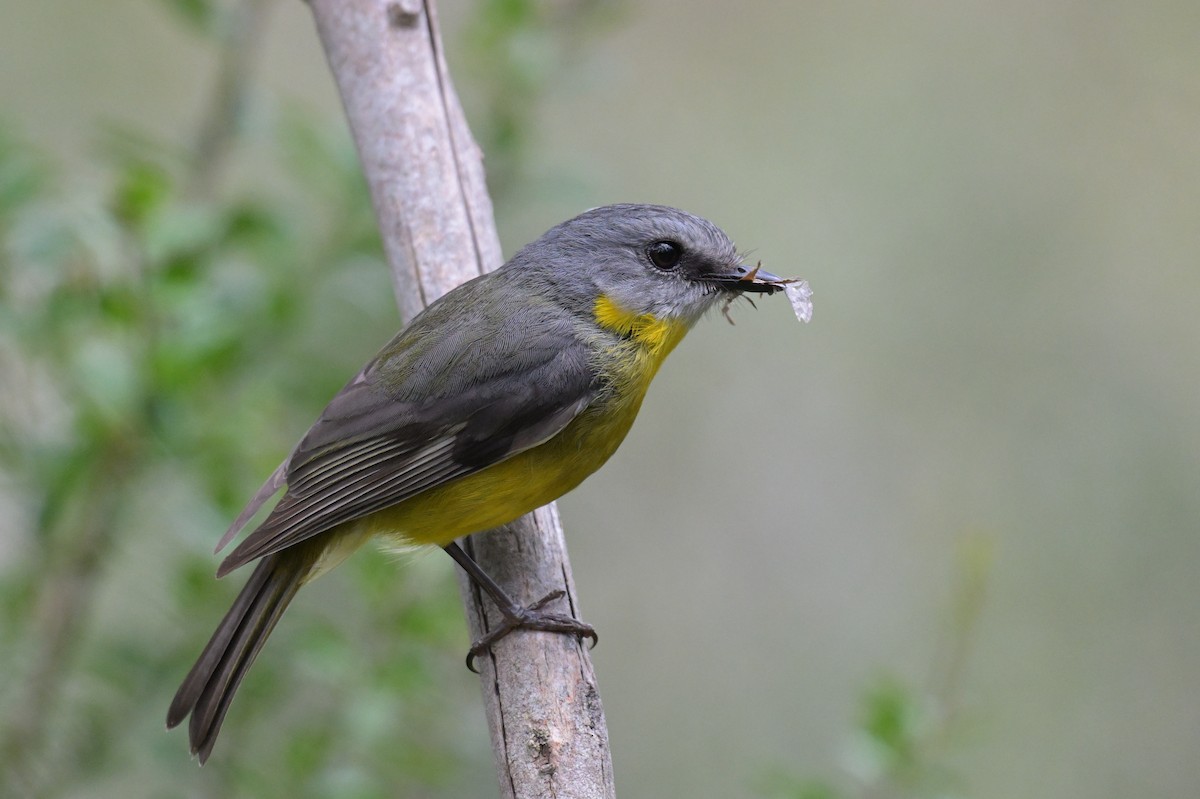 Eastern Yellow Robin - ML647394662