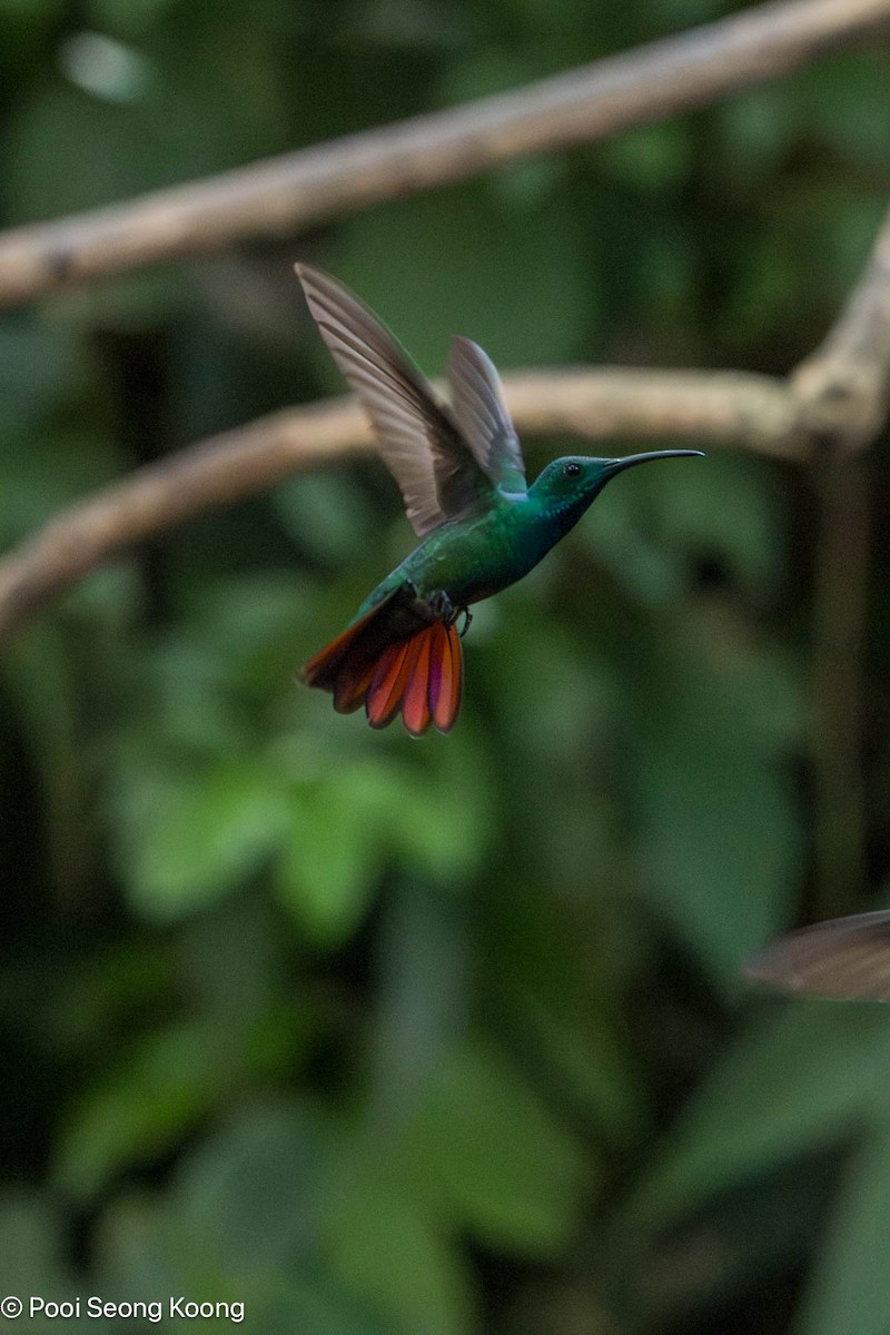 Green-breasted Mango - ML647394663