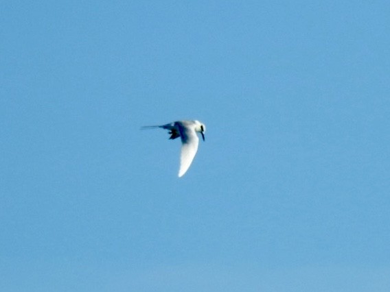 Forster txenada - ML647394664