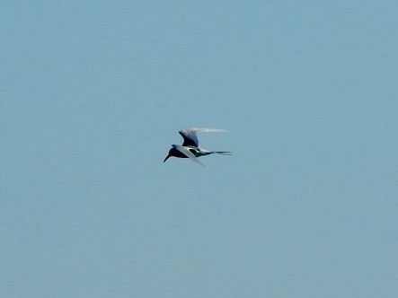 Forster txenada - ML647394665