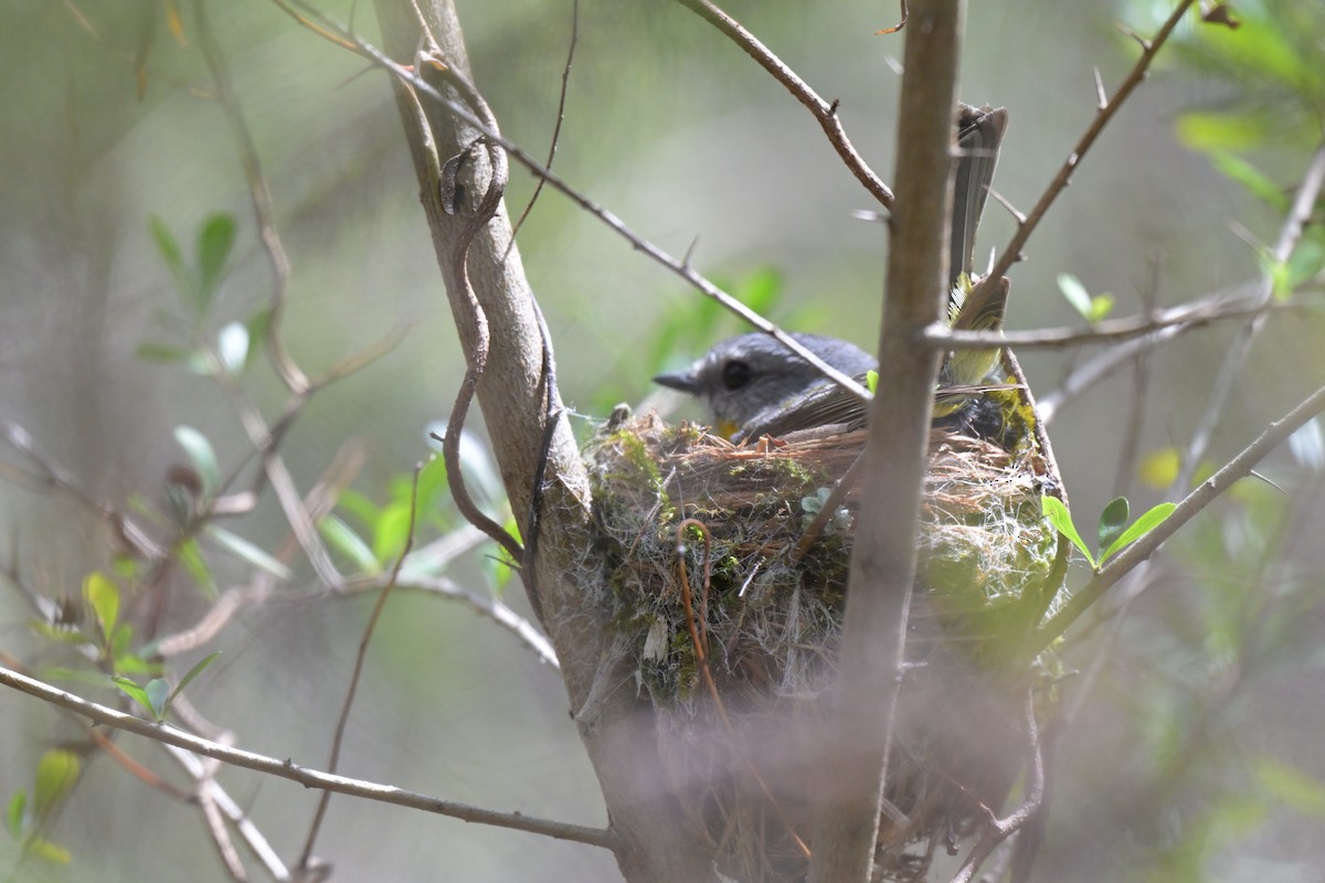 Eastern Yellow Robin - ML647394666