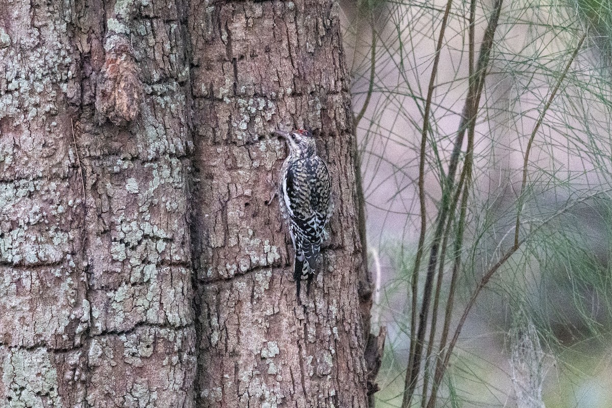 Yellow-bellied Sapsucker - ML647394671