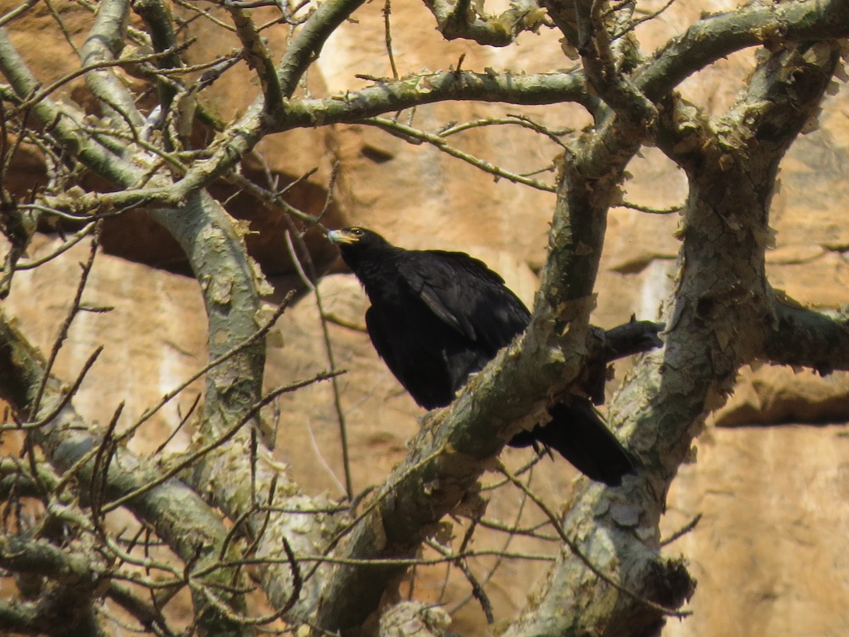 Verreaux's Eagle - ML647394672