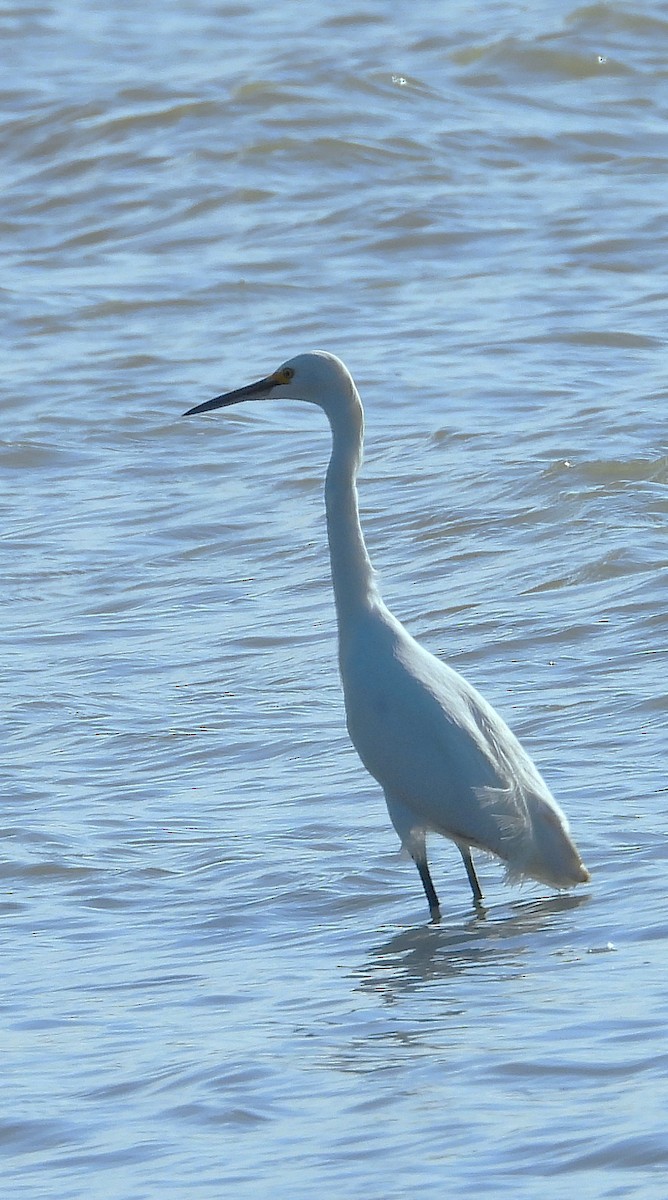 Koartza zuria - ML647394673