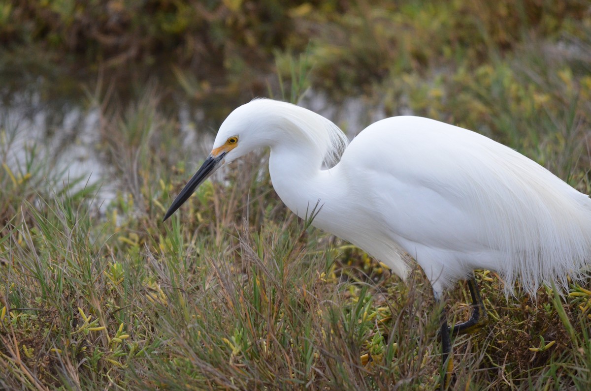 Snowy Egret - ML647394674