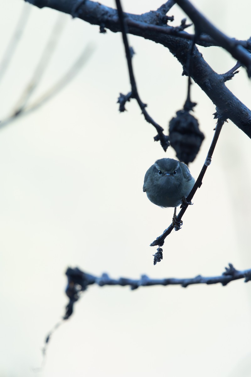 Txio marrabikoa - ML647394675