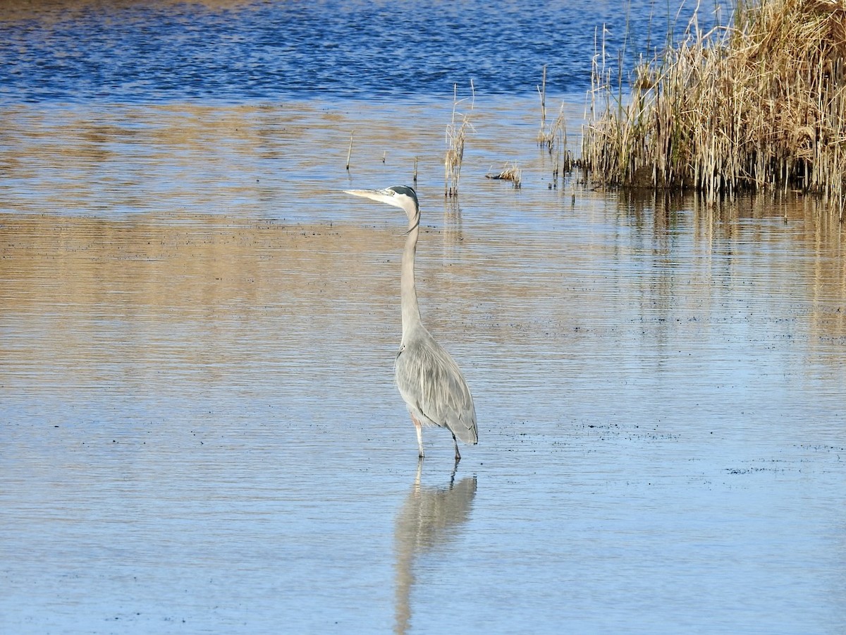 Koartza hauskara amerikarra - ML647394677