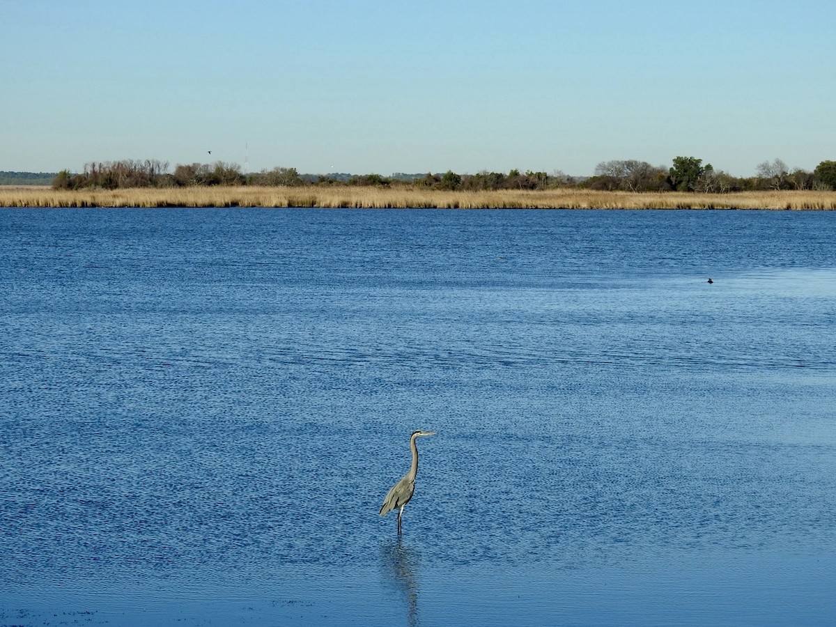 Koartza hauskara amerikarra - ML647394678