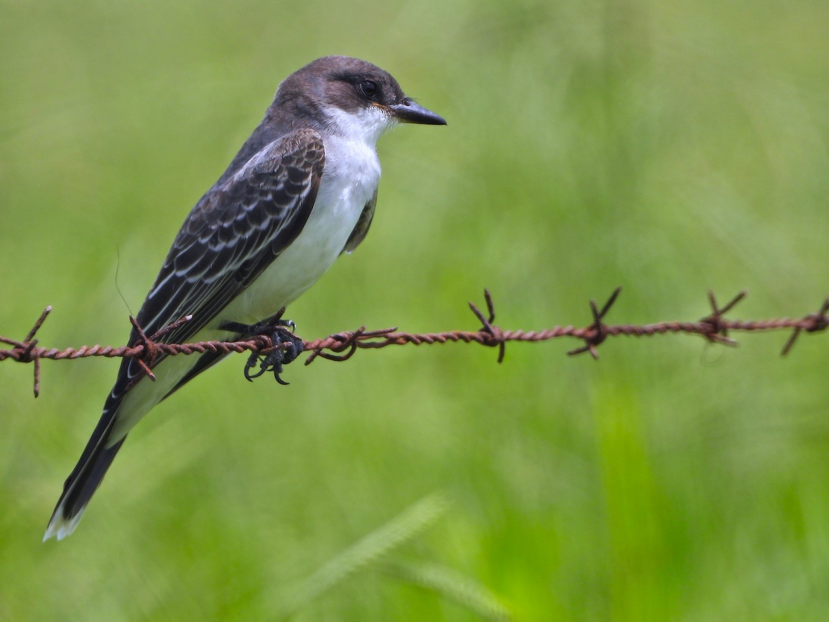 Eastern Kingbird - ML647394679