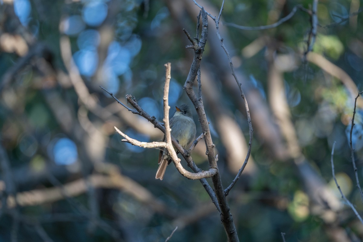 Greater Pewee - ML647394684