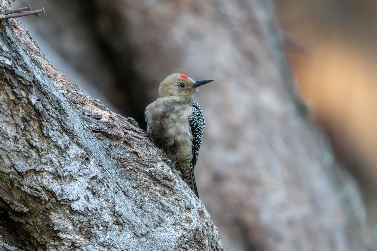 Gila Woodpecker - ML647394685