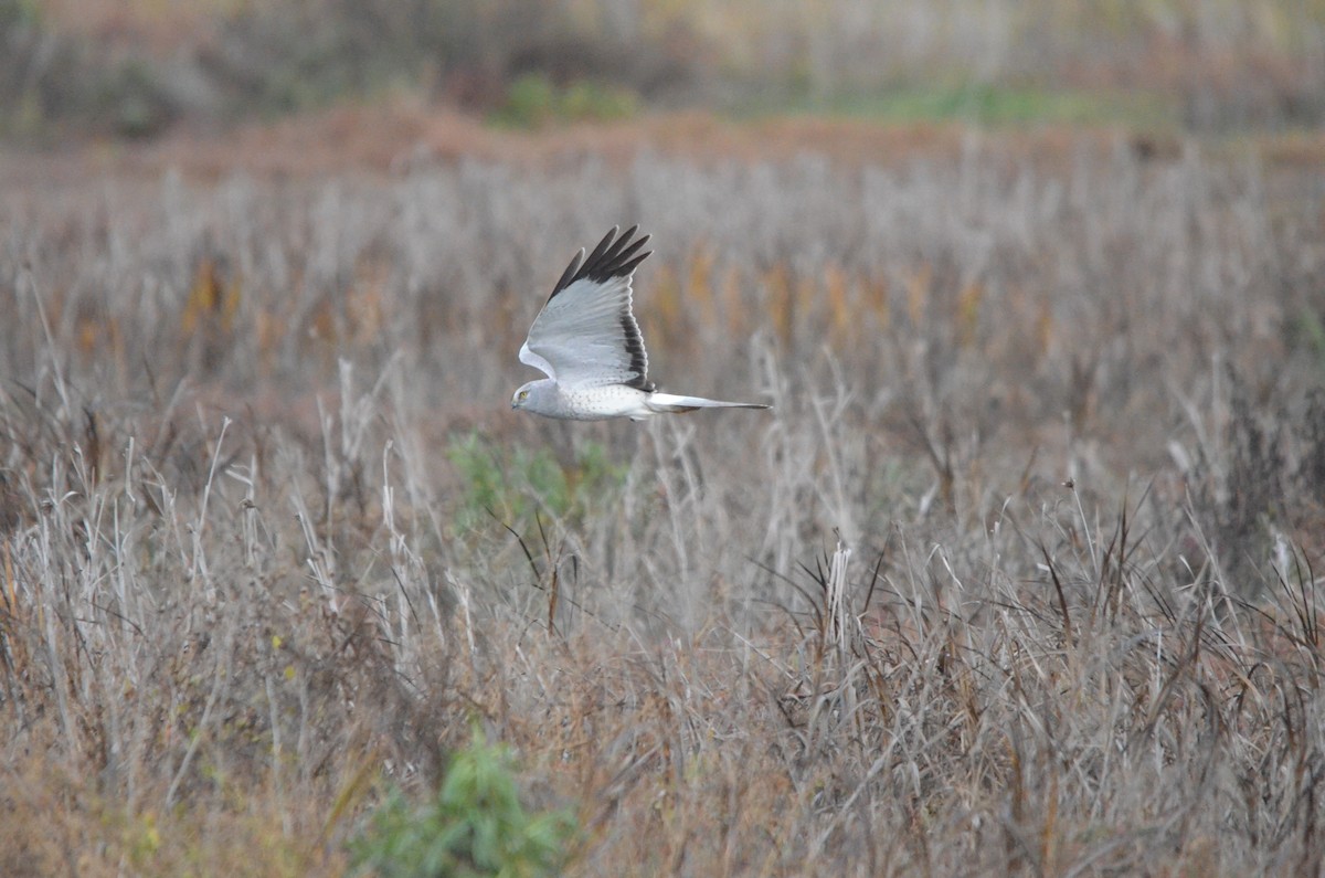 Mirotz zuri iparramerikarra - ML647394686