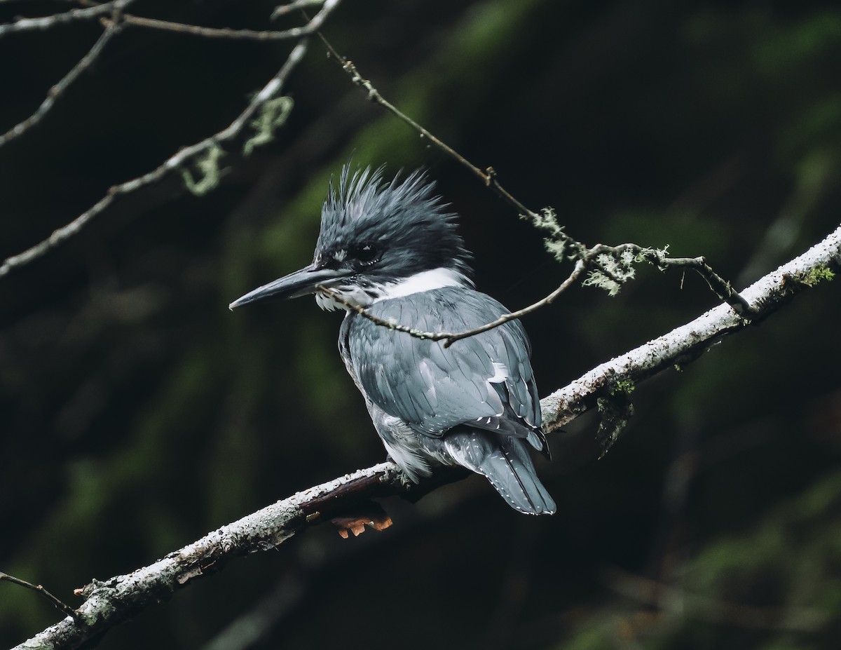 Martin handi iparramerikarra - ML647394687