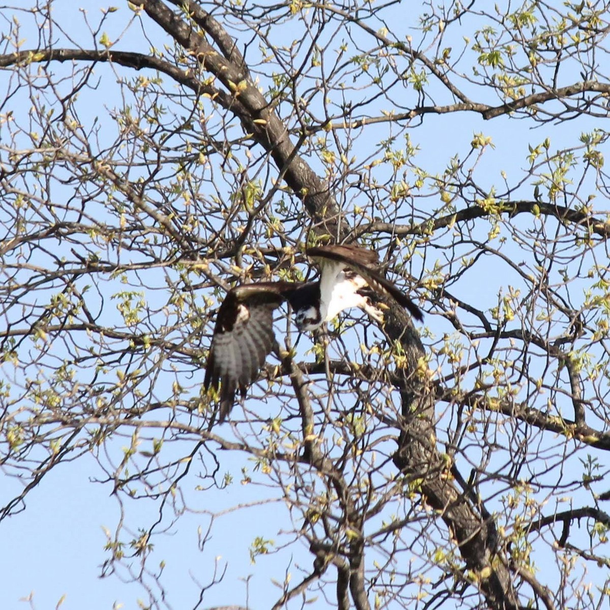 Arrano arrantzalea - ML647394689