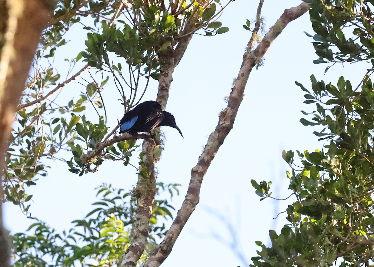 Paradise Riflebird - ML647394691