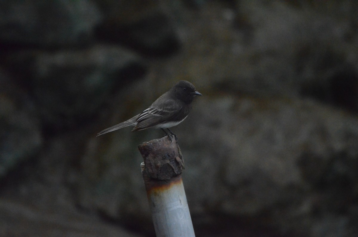 Black Phoebe - ML647394692