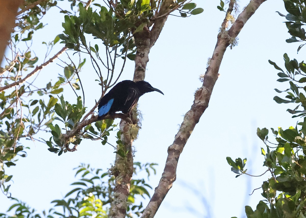 Paradise Riflebird - ML647394694