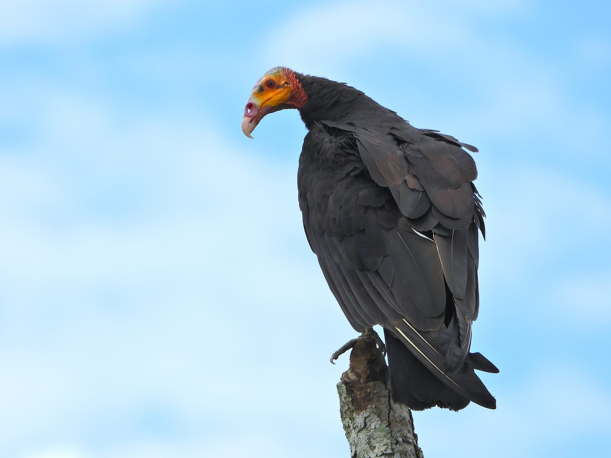 Urubu à tête jaune - ML647394695