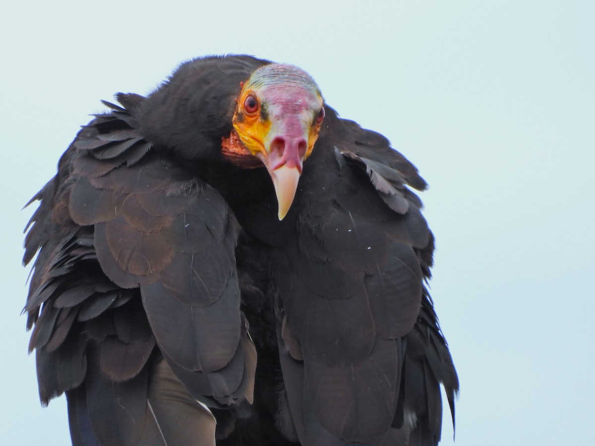 Urubu à tête jaune - ML647394696