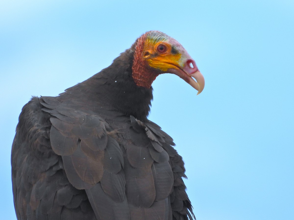 Urubu à tête jaune - ML647394697