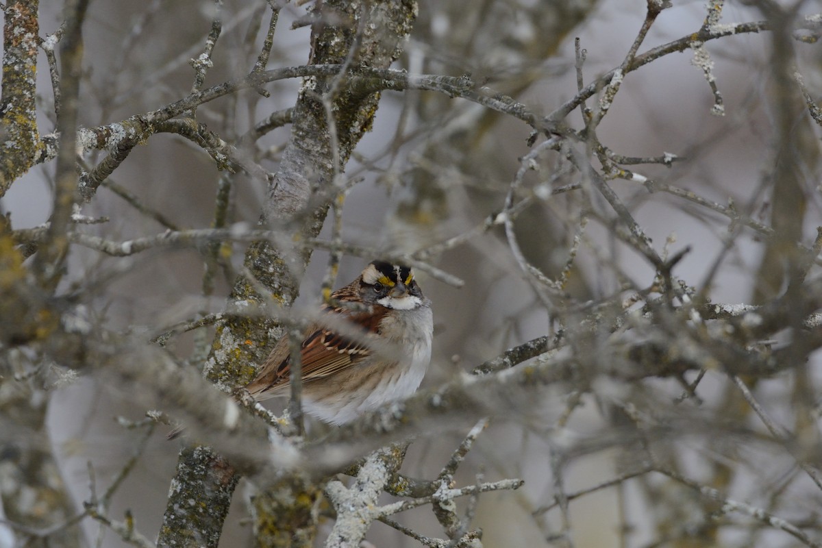 White-throated Sparrow - ML647394699