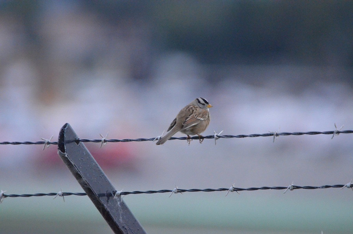 White-crowned Sparrow - ML647394700