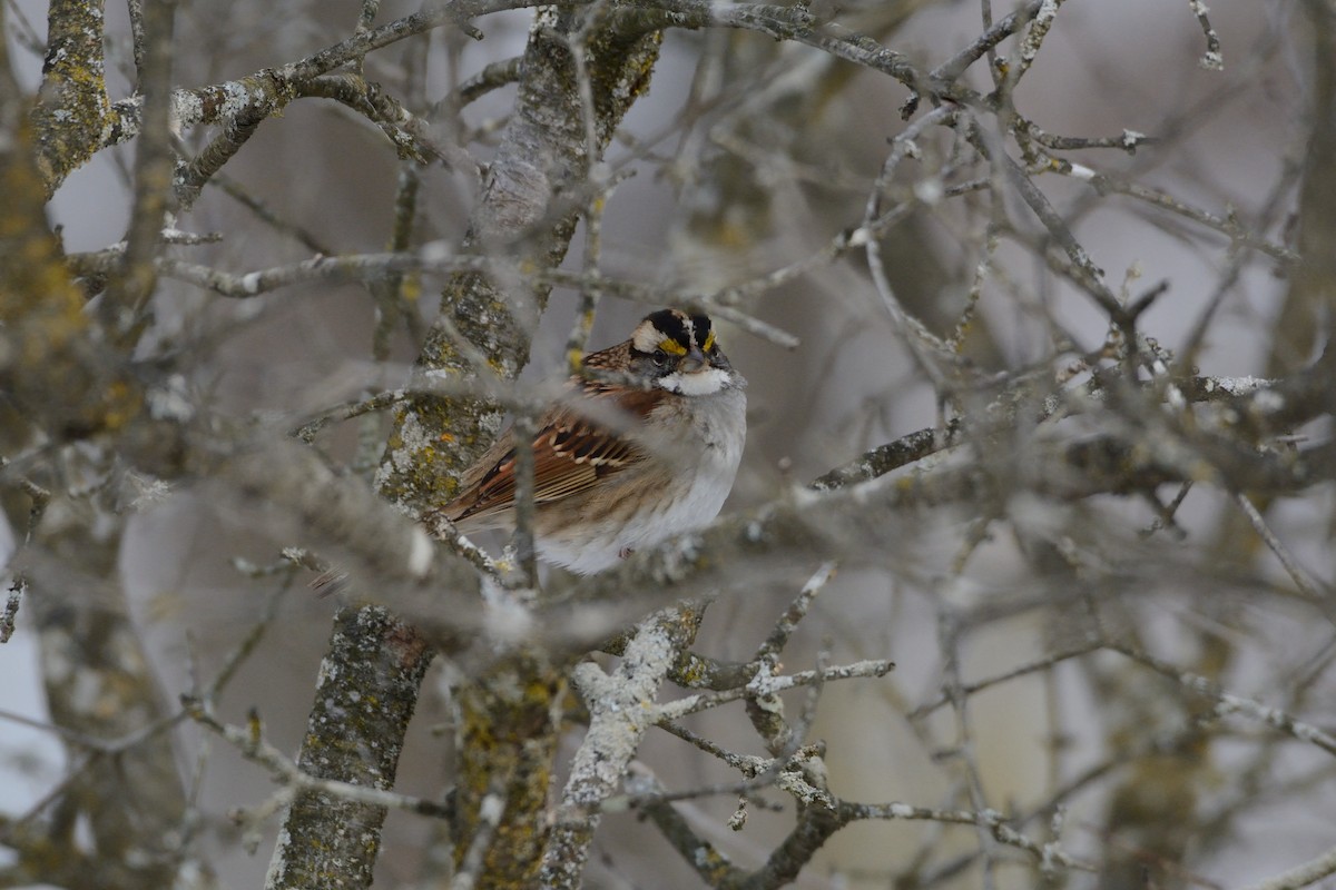 White-throated Sparrow - ML647394707