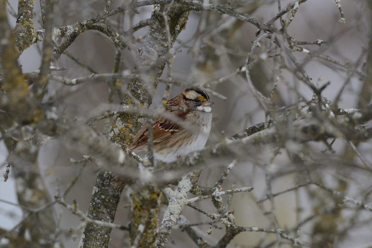 White-throated Sparrow - ML647394709