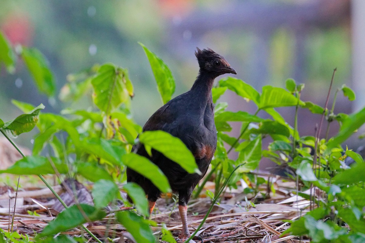 Orange-footed Megapode - ML647394710