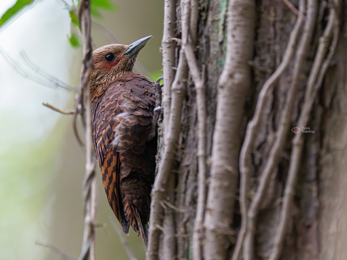 Rufous Woodpecker - ML647394711