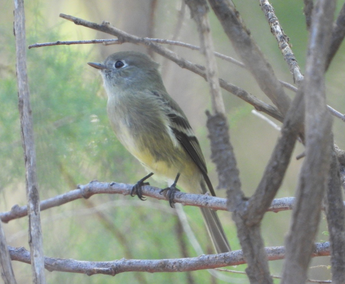 Hammond's Flycatcher - ML647394716